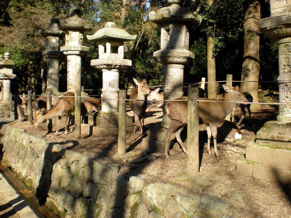 Nara Park